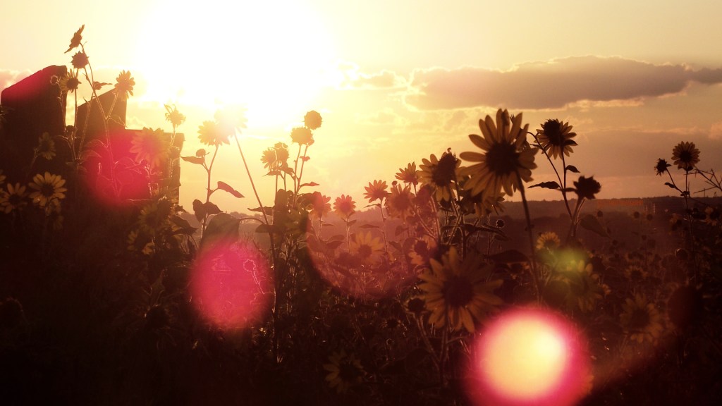 I have always loved sunflowers. They are my second favorite behind the Lily of the Valley. Traveling all across Colorado I have seen them everywhere. I have always seen them as a sign of peace and calm. Lounging in the sun and following its path across the sky, they remind me of the forest spirits my Nana would tell me about when I was little. They are magical. Plus the seeds are pretty delicious!