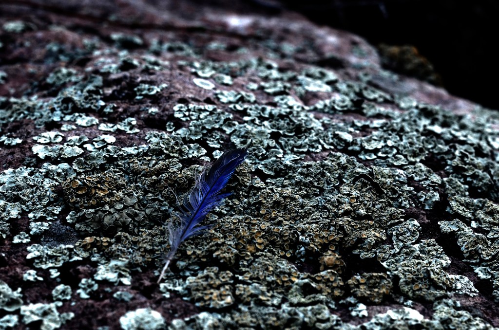 Photographing nature photography is one of my favorite genres. being in nature allows me to let go of the stress and rigidity of the city. I found this blue jay feather laying on a lichen coated rock about 3 miles past the entrance to the Colorado Trail at the head of Waterton Canyon. Blue birds have been considered signs of joy and hope, or a coming of happiness for those fortunate to catch a sight of these bright and cheery birds.